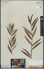Foto von Salix purpurea L. x Salix viminalis L.